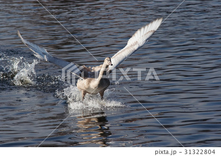 Splashdown - water skying 31322804