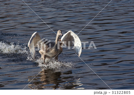 Splashdown - water skiing 31322805