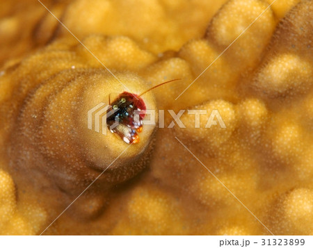 ニシキカンザシヤドカリ ニシキカンザシヤドカリ 31323899