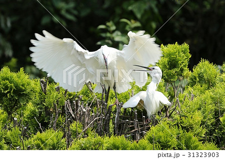 コサギの親子 31323903