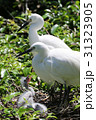 コサギの家族 31323905