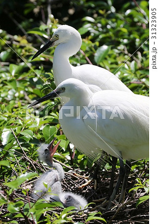 コサギの家族 コサギの家族 31323905