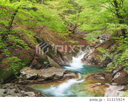 新緑の西沢渓谷 31323924
