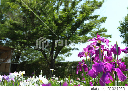 菖蒲園 菖蒲園 31324053