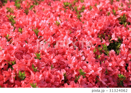 赤いツツジの花 31324062