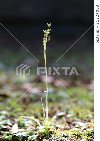 ひょろひょろと伸びる草 31324063