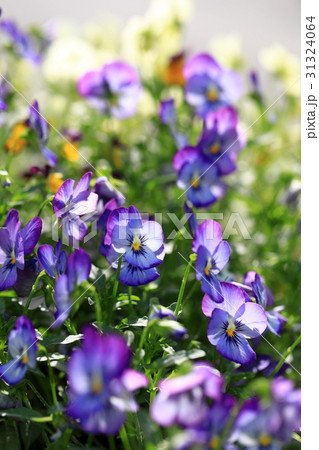 ビオラの花 31324064