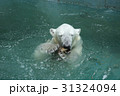 ホッキョクグマ 31324094
