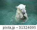 ホッキョクグマ 31324095
