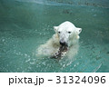 ホッキョクグマ 31324096