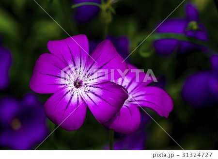 アグロステンマ　ムギナデシコ 31324727