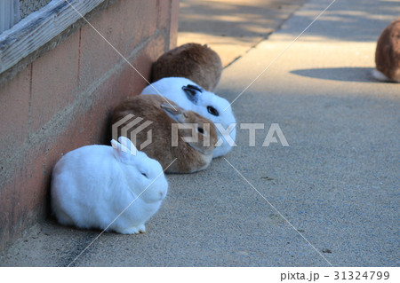 昼寝するウサギ 昼寝するウサギ 31324799