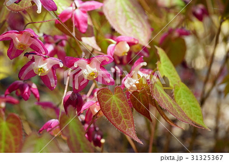 可憐でユニークな花姿ベニバナイカリソウ 31325367