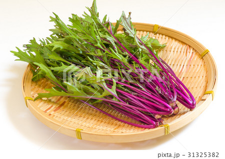 水菜・紅法師 31325382