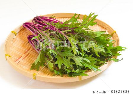 水菜・紅法師 31325383