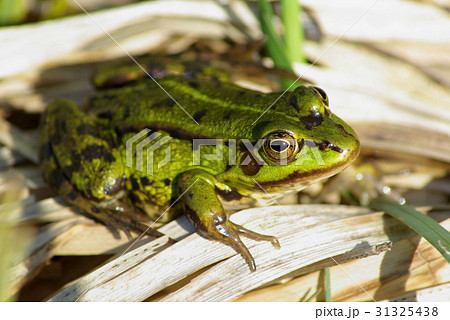 Green spotted frog Green spotted frog 31325438