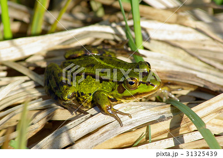 Green frog resting 31325439