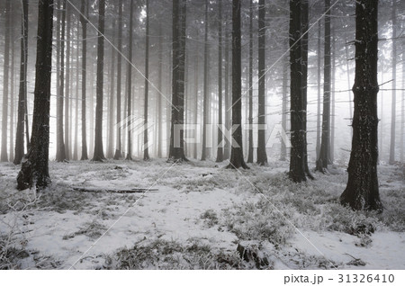 winter forest 31326410