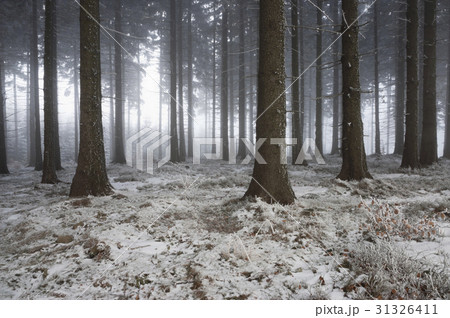 winter forest 31326411