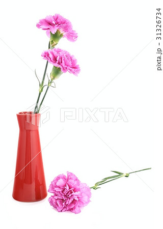 Pink carnations Pink carnations 31326734