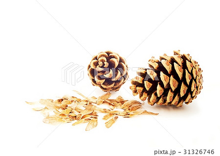 Cone with spores 31326746