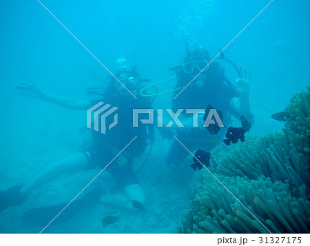 Women scuba divers exploring underwater life in 31327175