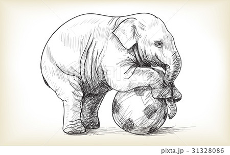 baby elephant playing football baby elephant playing football 31328086