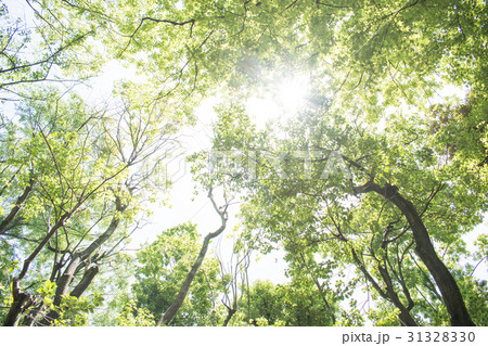 若葉　新緑　森林浴　葉　さわやか　グリーン 31328330