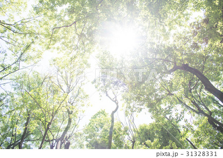 若葉　新緑　森林浴　葉　さわやか　グリーン 31328331