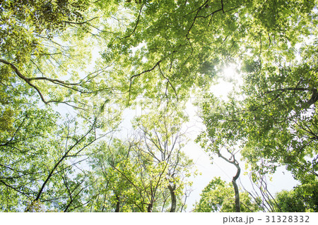 若葉　新緑　森林浴　葉　さわやか　グリーン 31328332