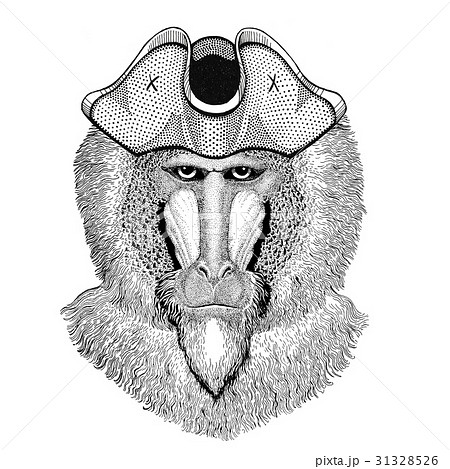 Monkey, baboon, dog-ape, ape wearing pirate hat Monkey, baboon, dog-ape, ape wearing pirate hat 31328526