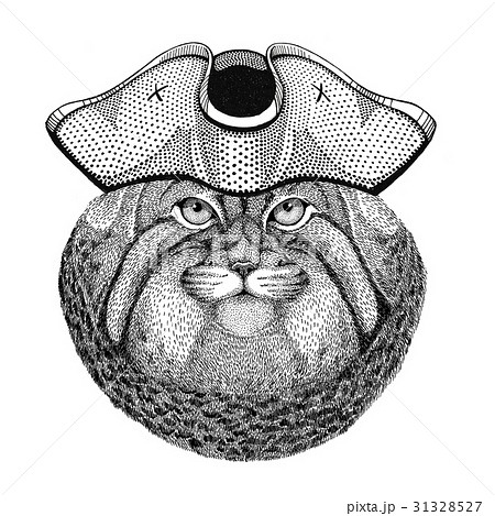 Wild cat Manul wearing pirate hat Cocked hat Wild cat Manul wearing pirate hat Cocked hat 31328527