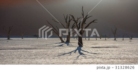 Dead Camelthorn Trees in Deadvlei, Sossusvlei, Nam Dead Camelthorn Trees in Deadvlei, Sossusvlei, Nam 31328626