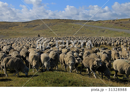 Herd of sheep near Porvenir, Patagonia, Chile 31328988