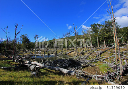 Beaver dam, Tierra Del Fuego, Chile 31329030