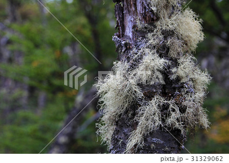Lenga beech tree forest, Nothofagus Pumilio 31329062