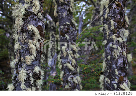 Lenga beech tree forest, Nothofagus Pumilio 31329129