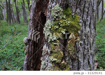 Lenga beech tree forest, Nothofagus Pumilio 31329141