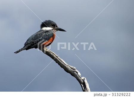 Beautiful Ringed Kingfisher, megaceryle torquata Beautiful Ringed Kingfisher, megaceryle torquata 31329222