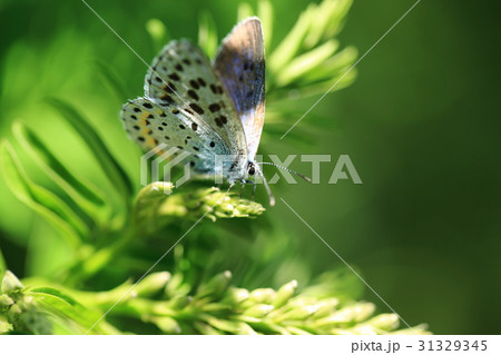 オオルリシジミ⑨ 31329345