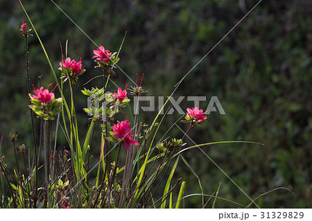ちいさなミヤマミリシマ 31329829