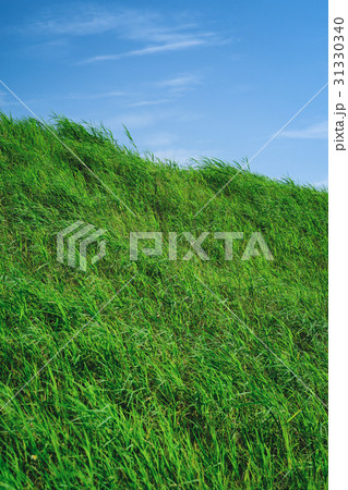 草 芝生 芝 31330340