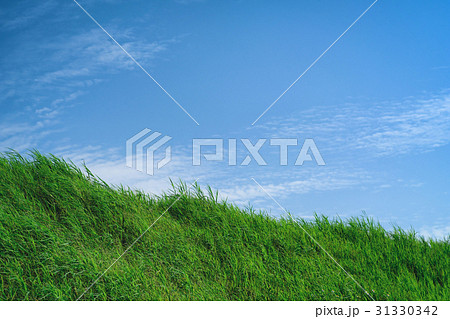 草 芝生 芝 31330342