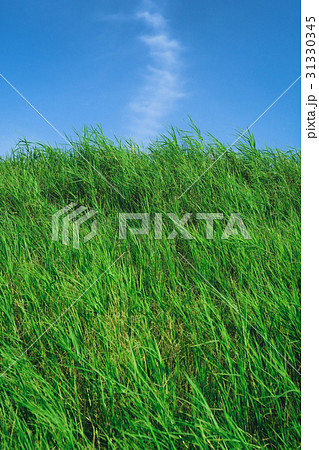 草 芝生 芝 31330345