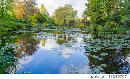summer lake with water-lily flowers on blue water 31330707