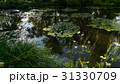 summer lake with water-lily flowers on blue water 31330709