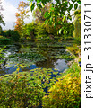 summer lake with water-lily flowers on blue water 31330711