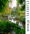 summer lake with water-lily flowers on blue water 31330713