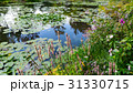 summer lake with water-lily flowers on blue water 31330715
