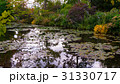 summer lake with water-lily flowers on blue water 31330717